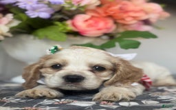 Cocker Spaniel dogs for sale: Oscar - Image 1