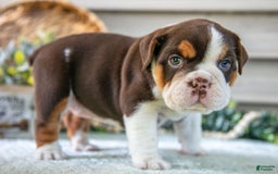 Beabull dogs for sale: Sierra - Image 1