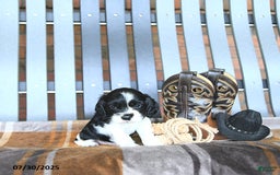 Cocker Spaniel dogs for sale: Kash - Image 1