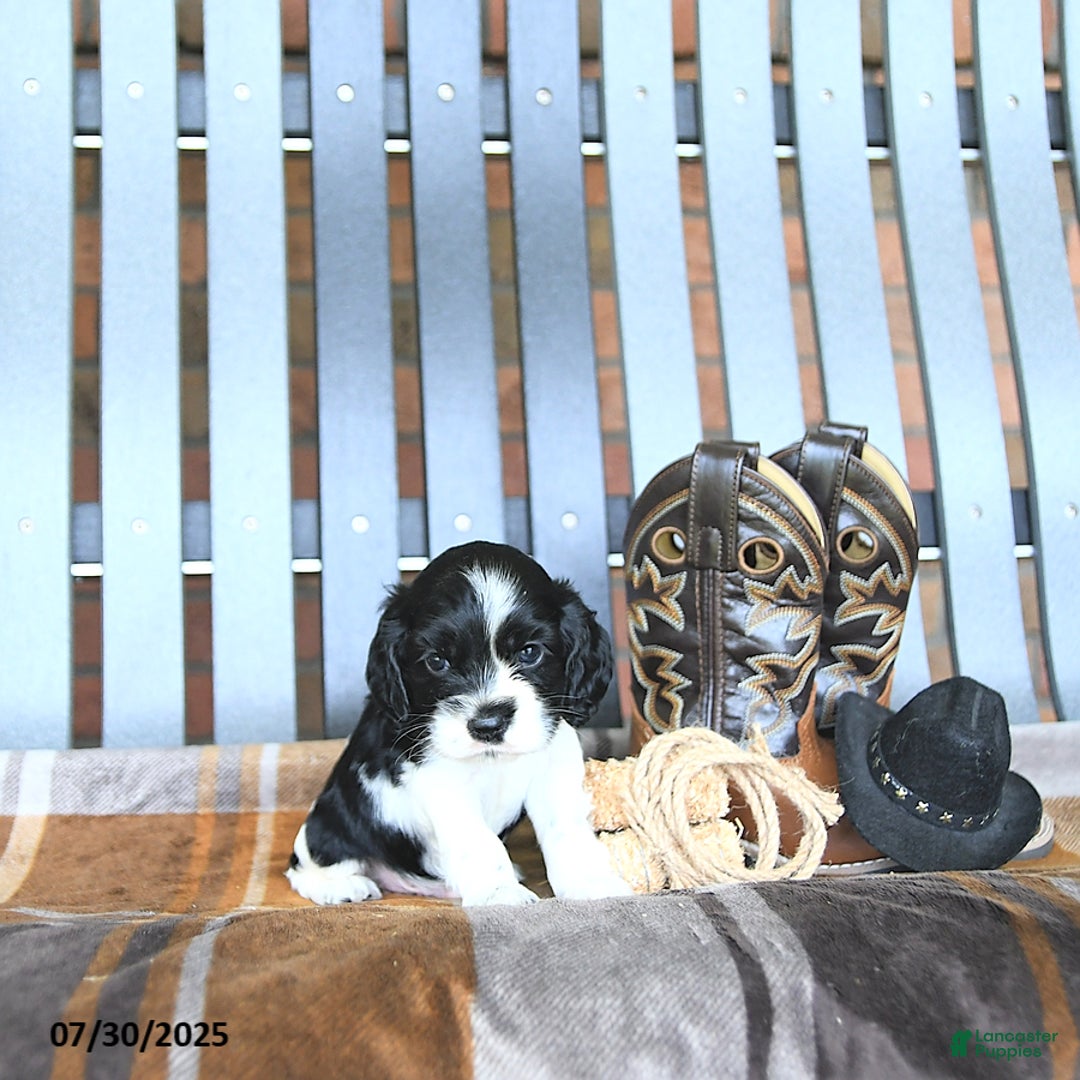 Cocker Spaniel dogs for sale: Kash - Image 1
