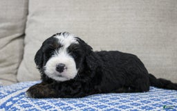 Mini Bernedoodle dogs for sale: Leo - Image 22