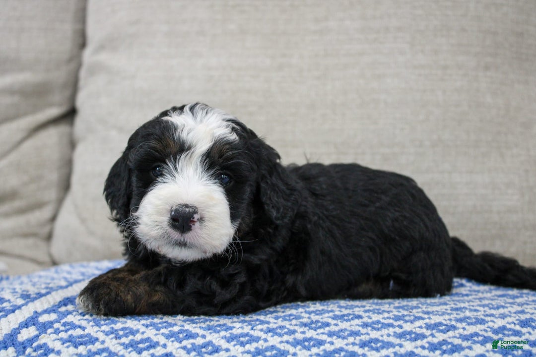 Mini Bernedoodle dogs for sale: Leo - Image 22