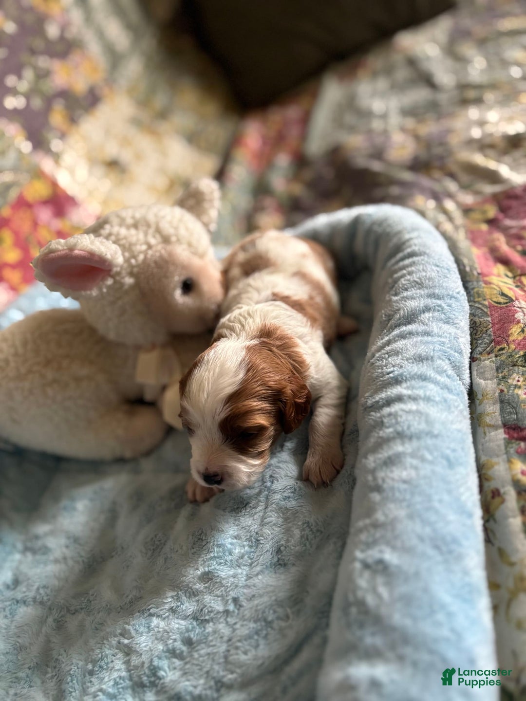 Cavapoo dogs for sale: Keno - Image 4