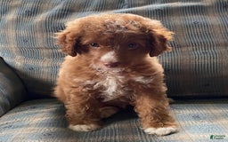 Miniature Poodle dogs for sale: Hank - Image 3