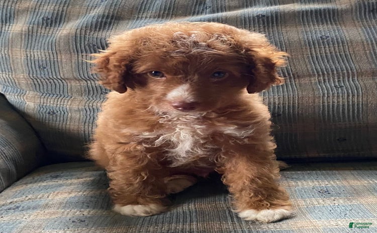 Miniature Poodle dogs for sale - Ad 2