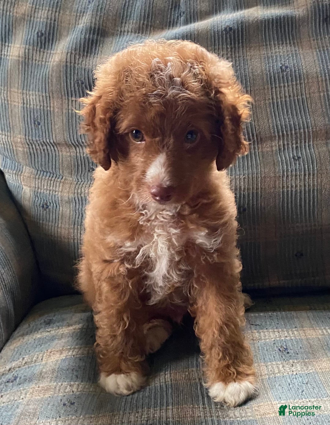 Miniature Poodle dogs for sale: Hank - Image 3