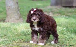 Cockapoo dogs for sale: Precious - Image 11