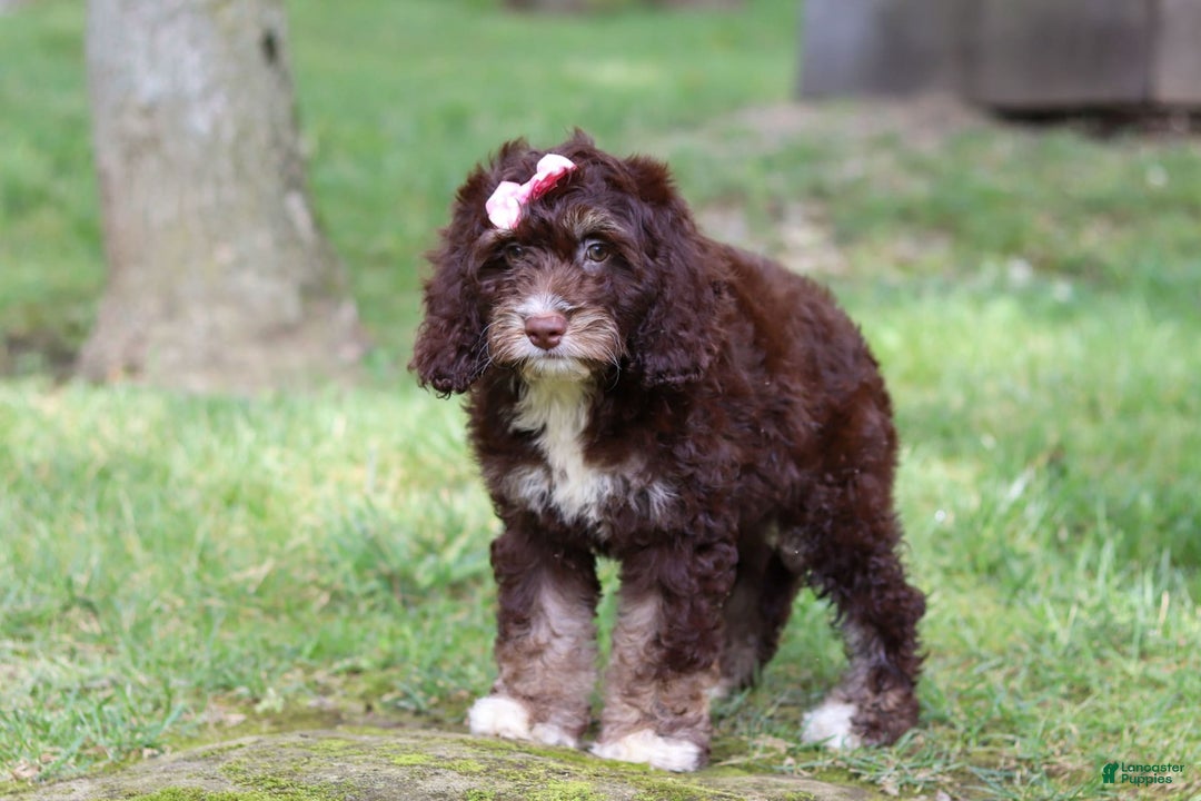 Cockapoo dogs for sale: Precious - Image 11