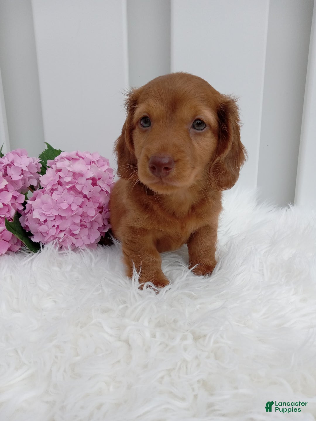 Dachshund dogs for sale: Benson - Image 5