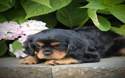 Cavalier King Charles Spaniel dogs for sale: Wilson - Image 4