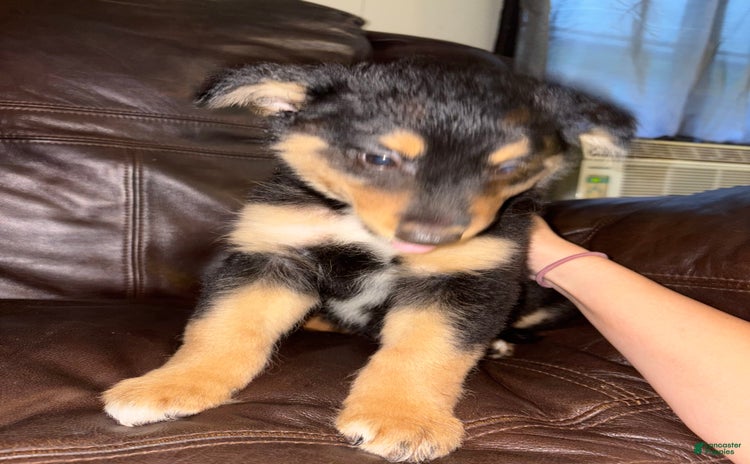 Border Collie dogs for sale - Ad 2