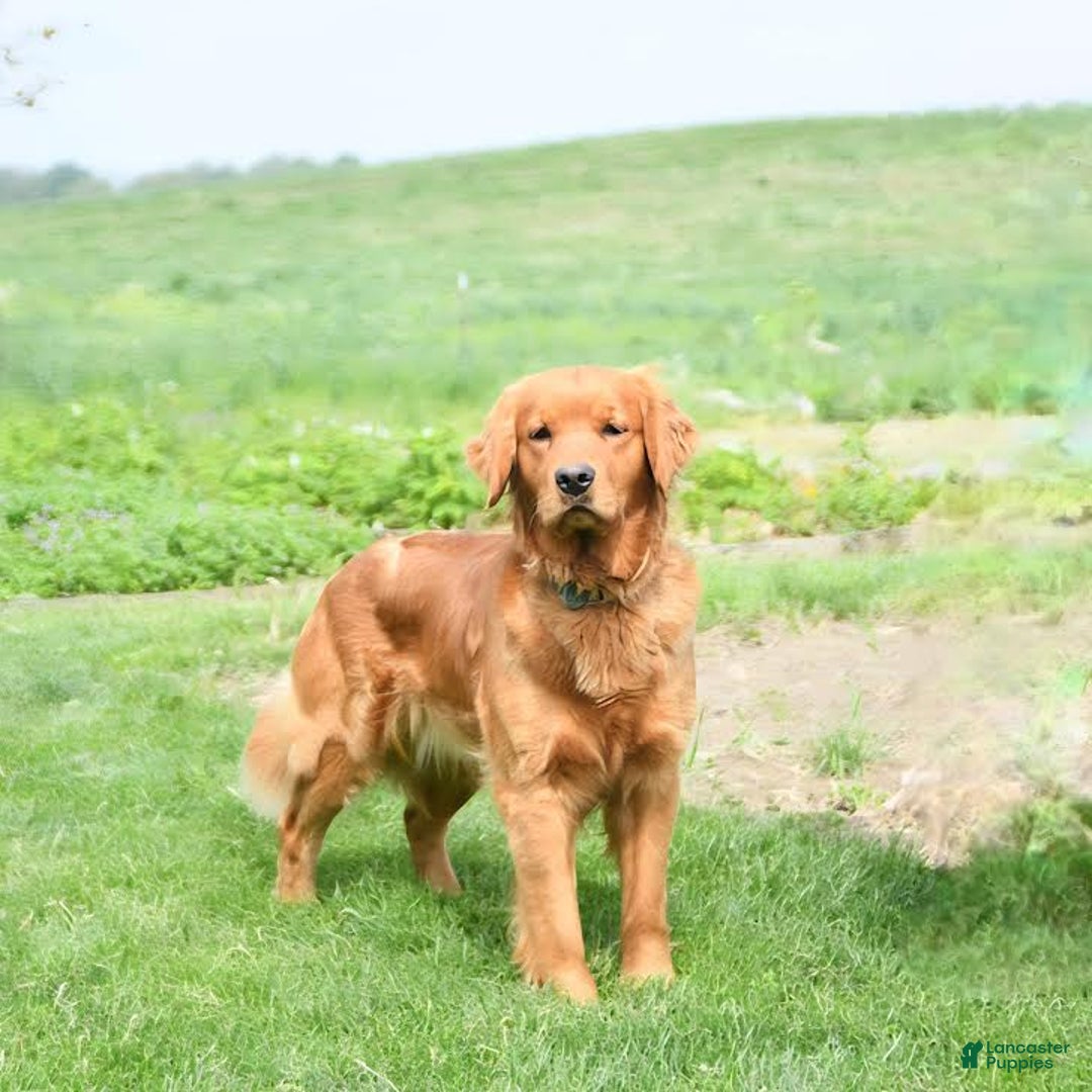 Golden Retriever dogs for sale: Kyle - Image 6