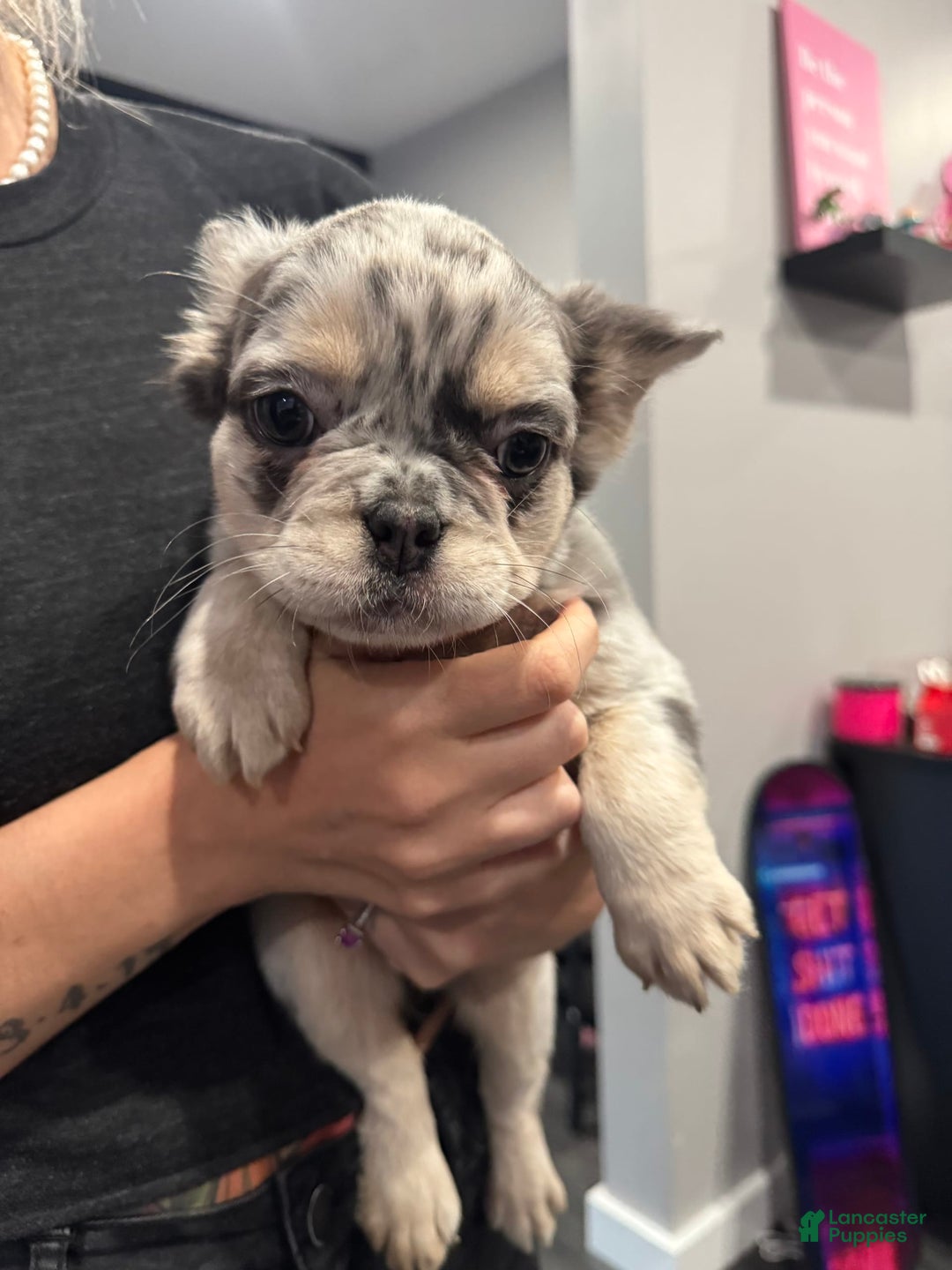 French Bulldog dogs for sale: Remy - Image 1