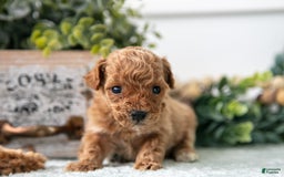 Miniature Poodle dogs for sale: Captain - Image 2