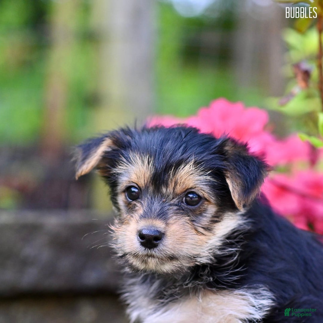 Morkie dogs for sale: Bubbles - Image 2