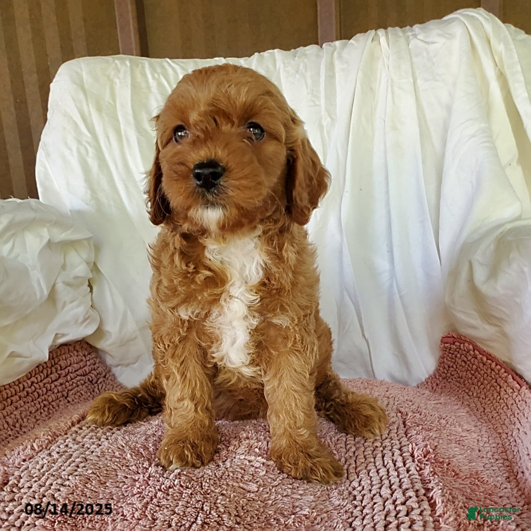 Mini Goldendoodle dogs for sale: Ginger - Image 2