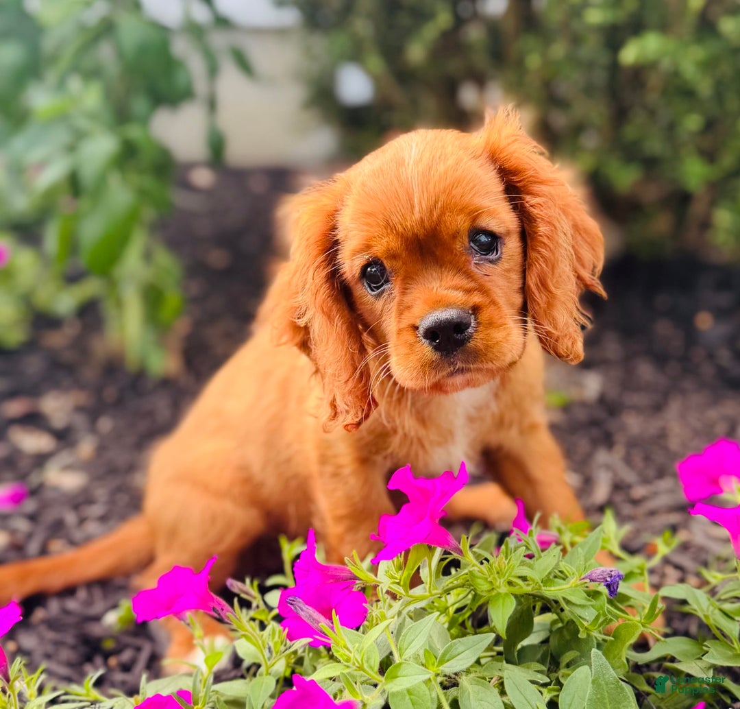 Cavalier King Charles Spaniel dogs for sale: Daisy - Image 10