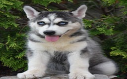 Siberian Husky dogs for sale: Marcey - Image 1