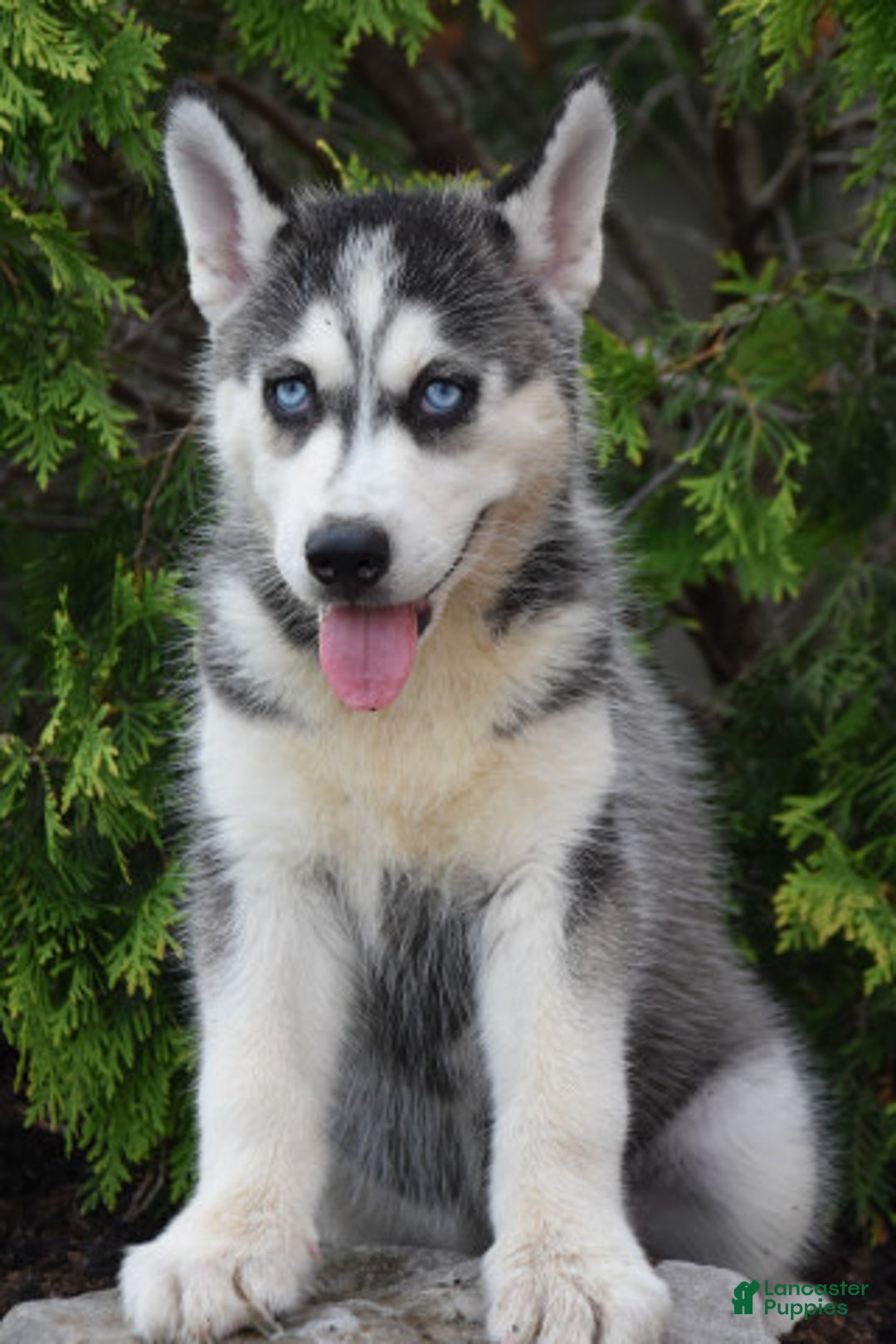 Siberian Husky dogs for sale: Marcey - Image 1