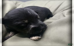 Miniature Schnauzer dogs for sale: River - Image 7