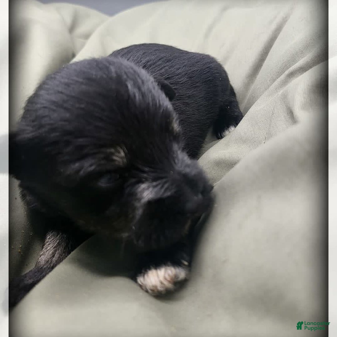 Miniature Schnauzer dogs for sale: River - Image 7