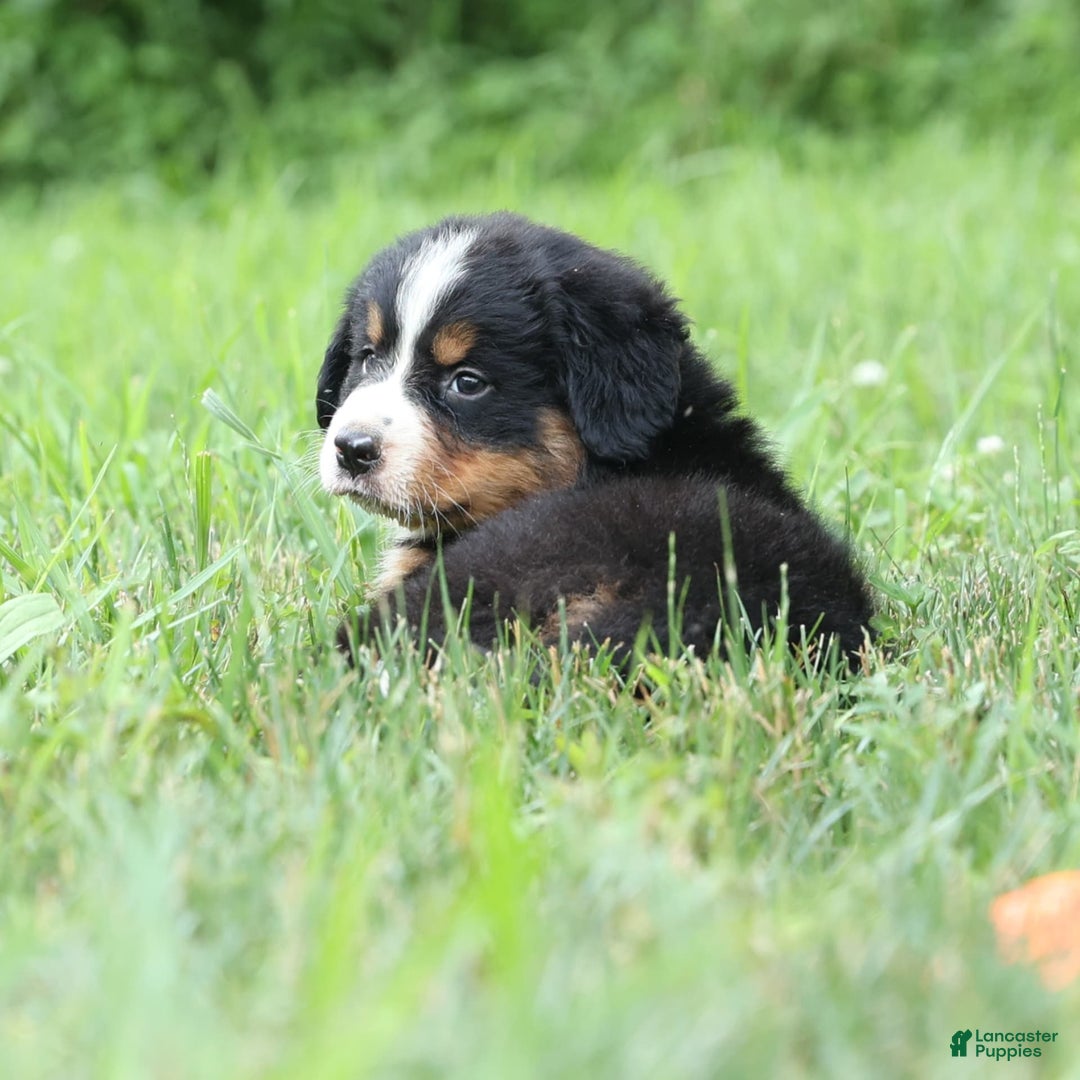 Bernese Mountain Dog dogs for sale: Seth - Image 9