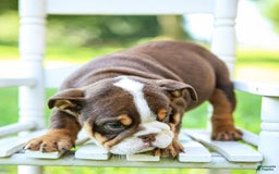 English Bulldog dogs for sale: Sadie - Image 9