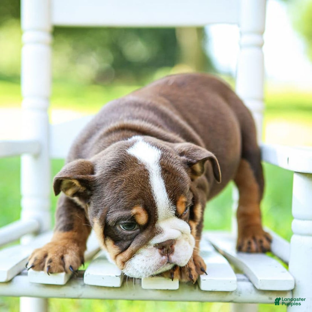 English Bulldog dogs for sale: Sadie - Image 9