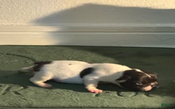 French Bulldog dogs for sale: Male 2 - Image 2
