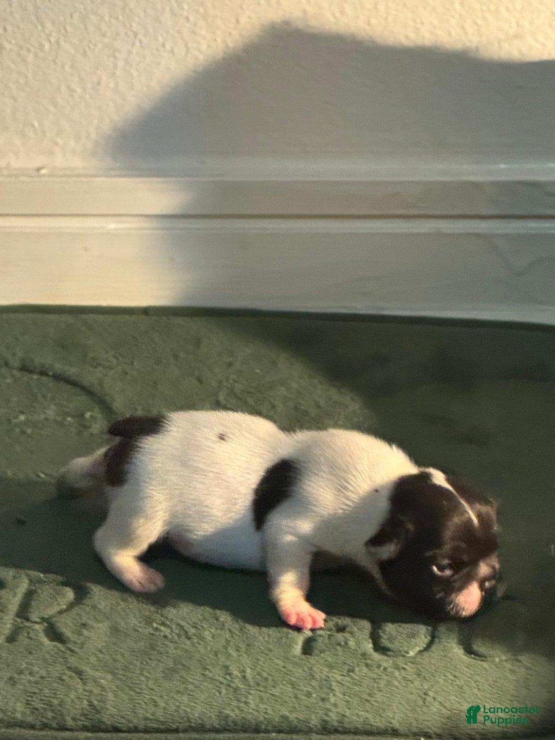 French Bulldog dogs for sale: Male 2 - Image 2