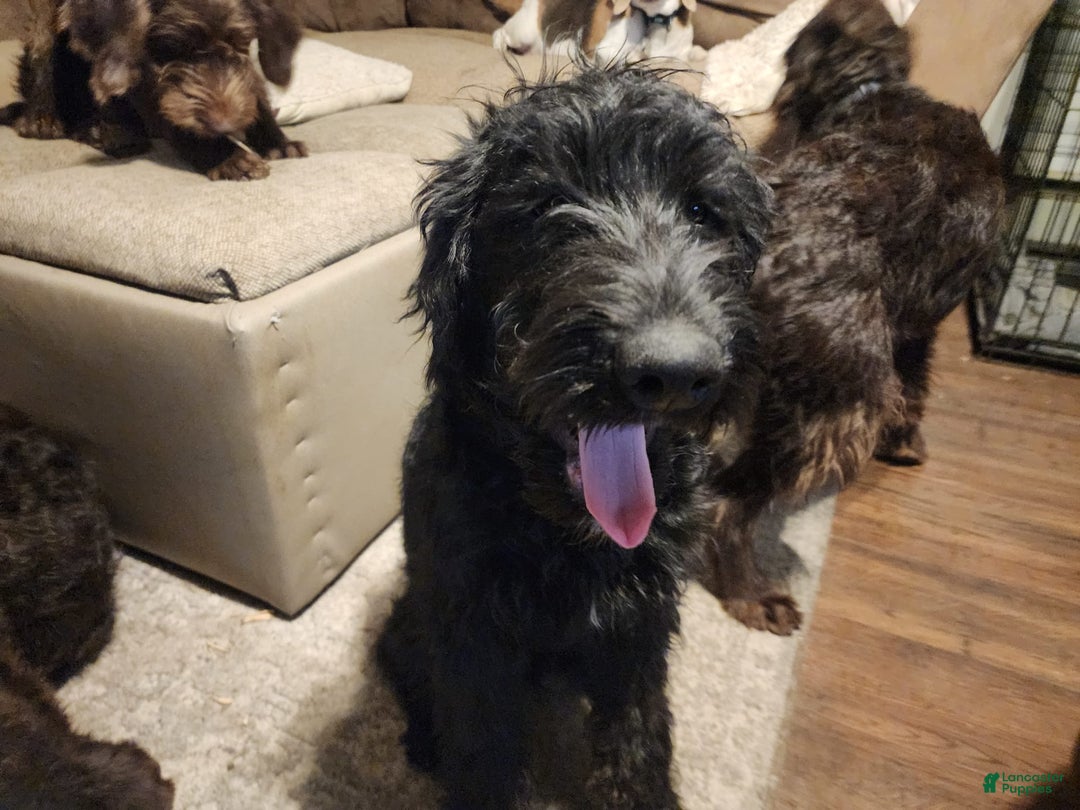 Labradoodle dogs for sale: Ruby - Image 6