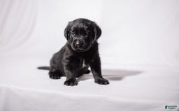 Goldador dogs for sale: Yellow - Image 9