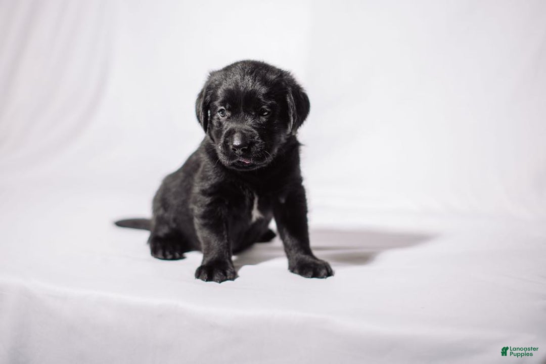 Goldador dogs for sale: Yellow - Image 9