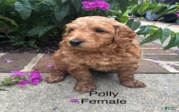 Mini Goldendoodle dogs for sale: Polly - Image 1