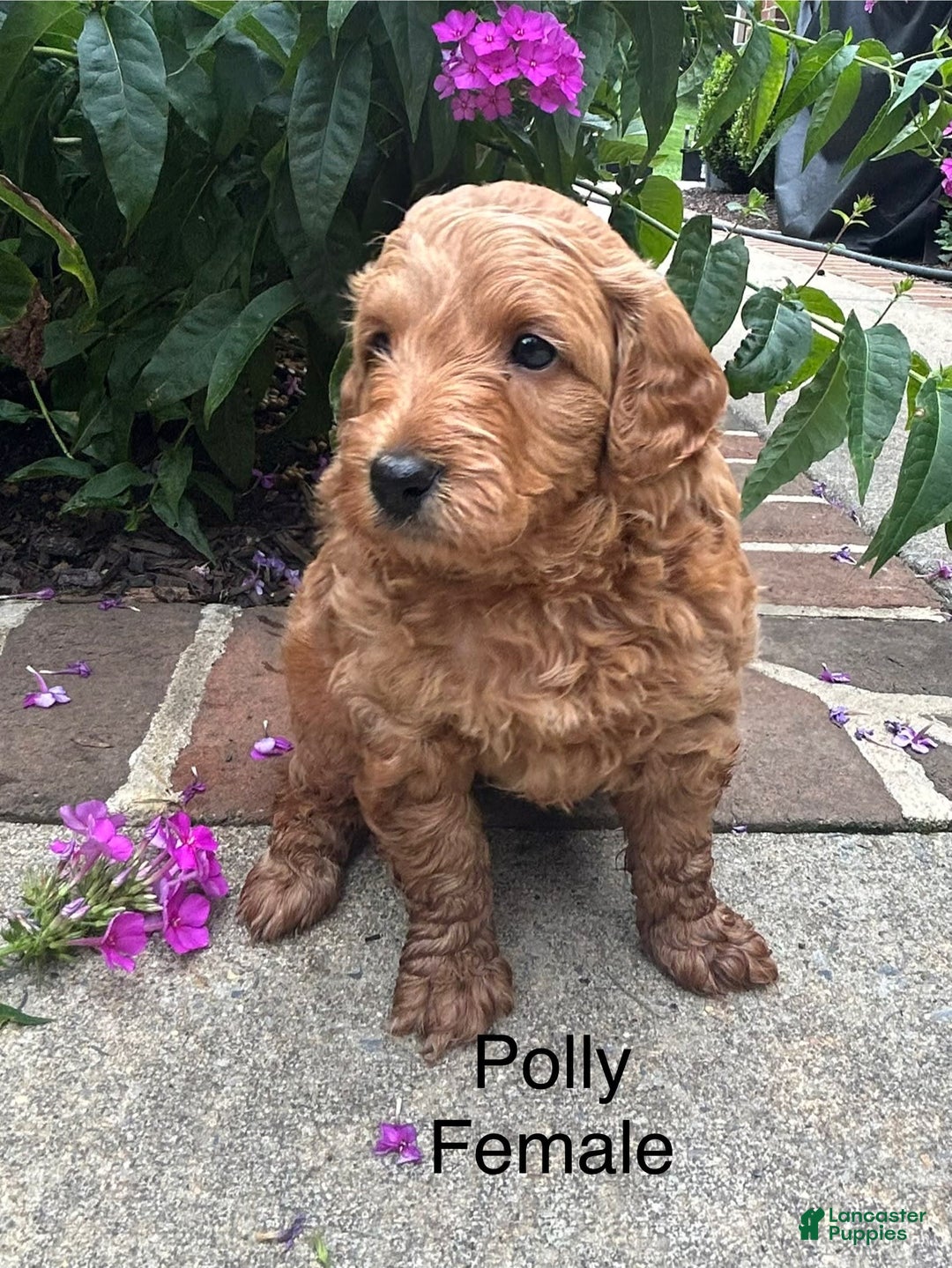 Mini Goldendoodle dogs for sale: Polly - Image 1
