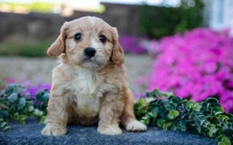 Cavachon dogs for sale: Nelson - Image 1