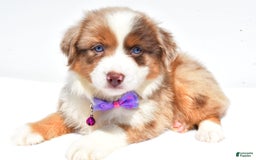Miniature Australian Shepherd dogs for sale: Jane - Image 4