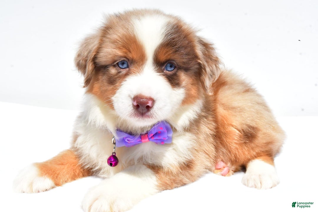 Miniature Australian Shepherd dogs for sale: Jane - Image 4