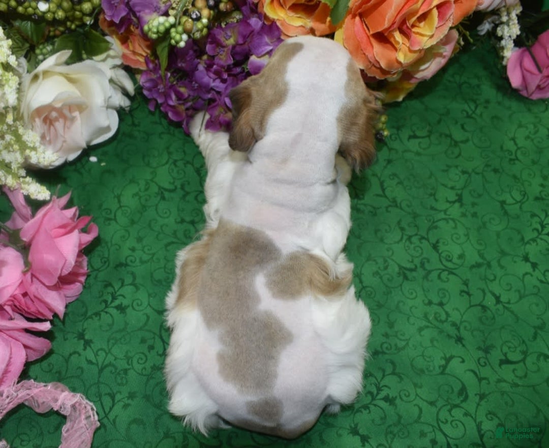 Cocker Spaniel dogs for sale: Akcabbysablepartimerleblueeyescockerpuppy - Image 10