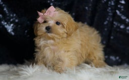 Maltipoo dogs for sale: Maltipoo 4 puppies - Image 3