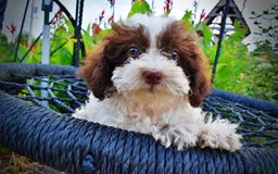 Havapoo dogs for sale: Bella - Image 1