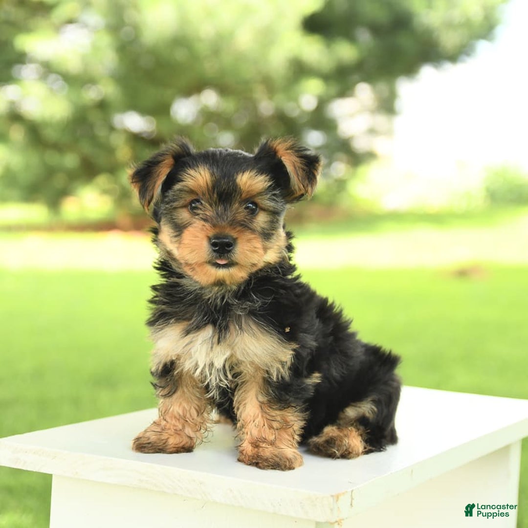 Yorkshire Terrier dogs for sale: Barkley - Image 4