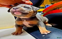 American Bully dogs for sale: "   Alicia Keyz" - Image 3