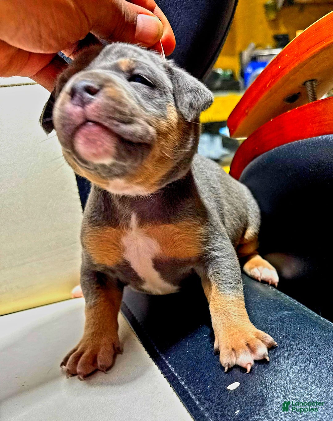 American Bully dogs for sale: "   Alicia Keyz" - Image 3