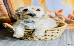 Mini Goldendoodle dogs for sale: Dakota - Image 6