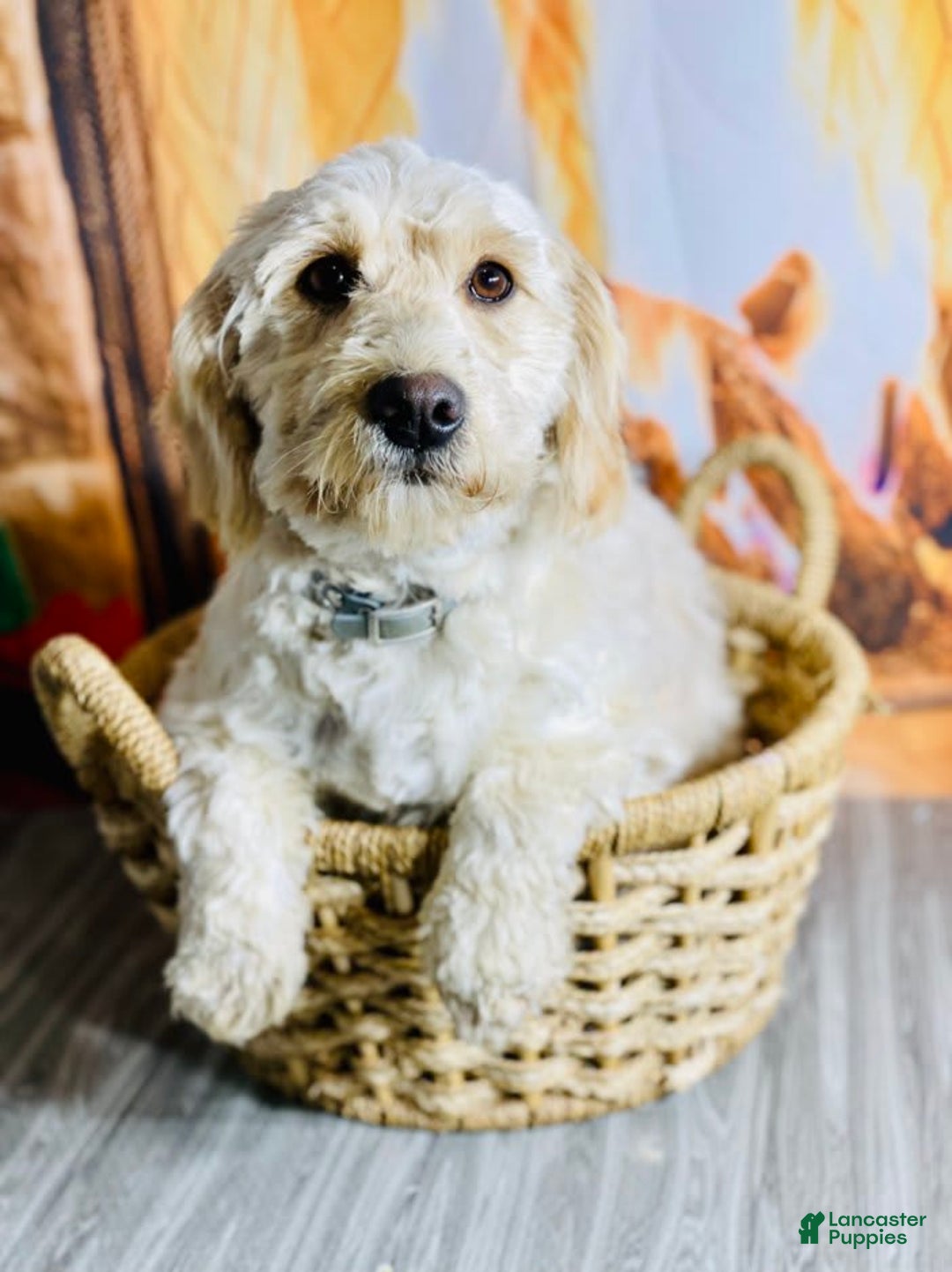 Mini Goldendoodle dogs for sale: Dakota - Image 6