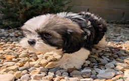 Lhasa Apso dogs for sale: Kodiak - Image 8