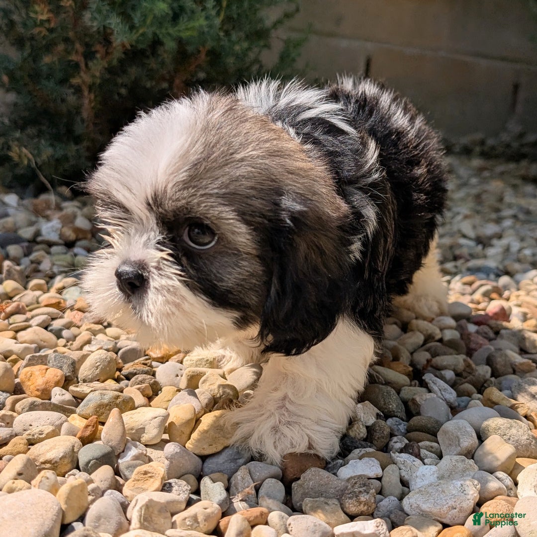 Lhasa Apso dogs for sale: Kodiak - Image 8
