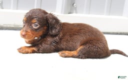 Dachshund dogs for sale: Angel Mini - Image 1