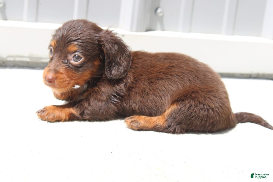 Dachshund dogs for sale: Angel Mini - Image 1